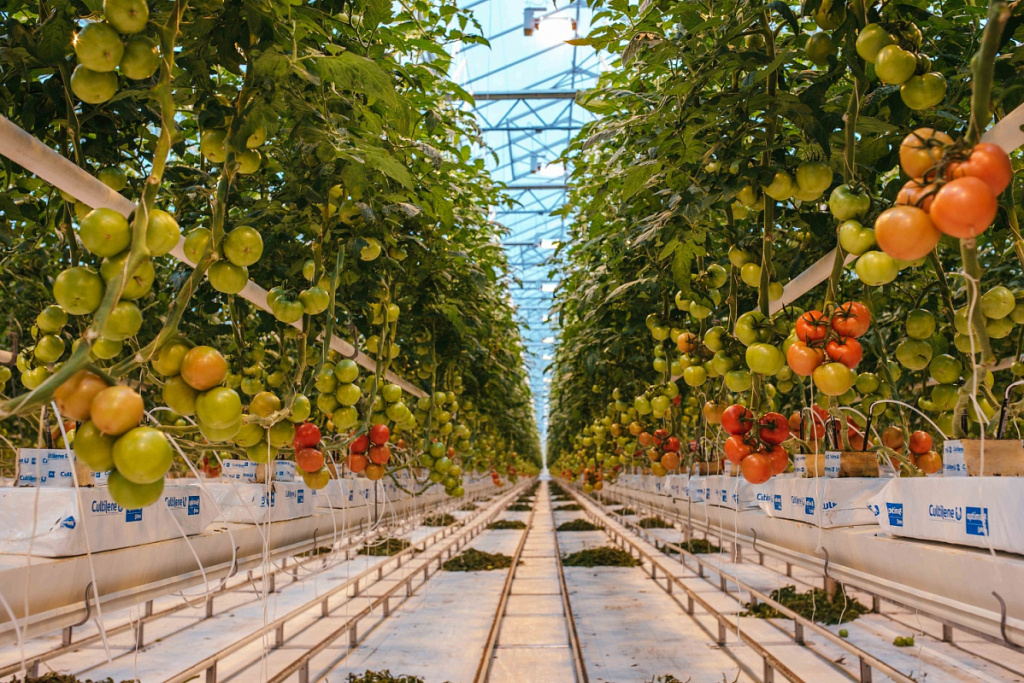 В тепличном комплексе ООО АгроИнвест.jpg