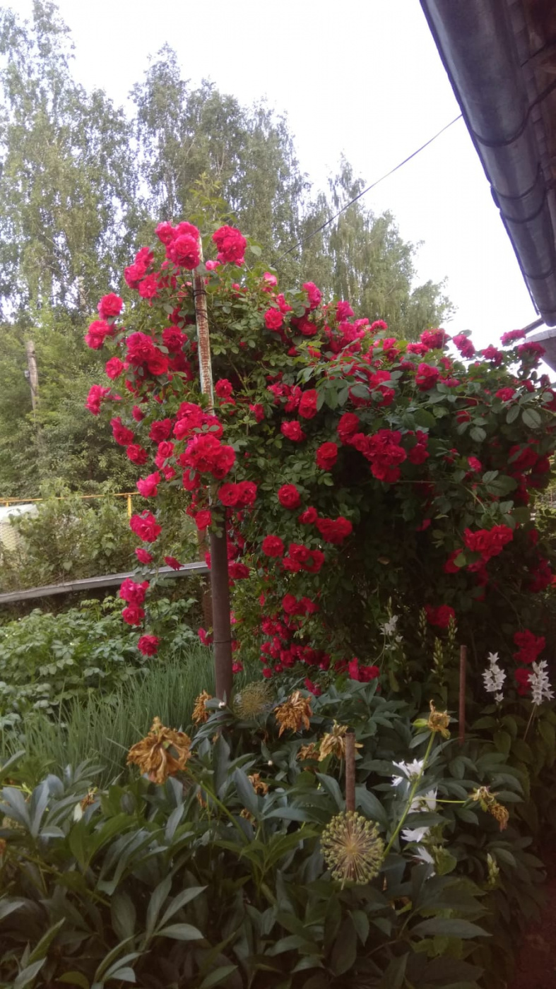 доничева цветы.jpg