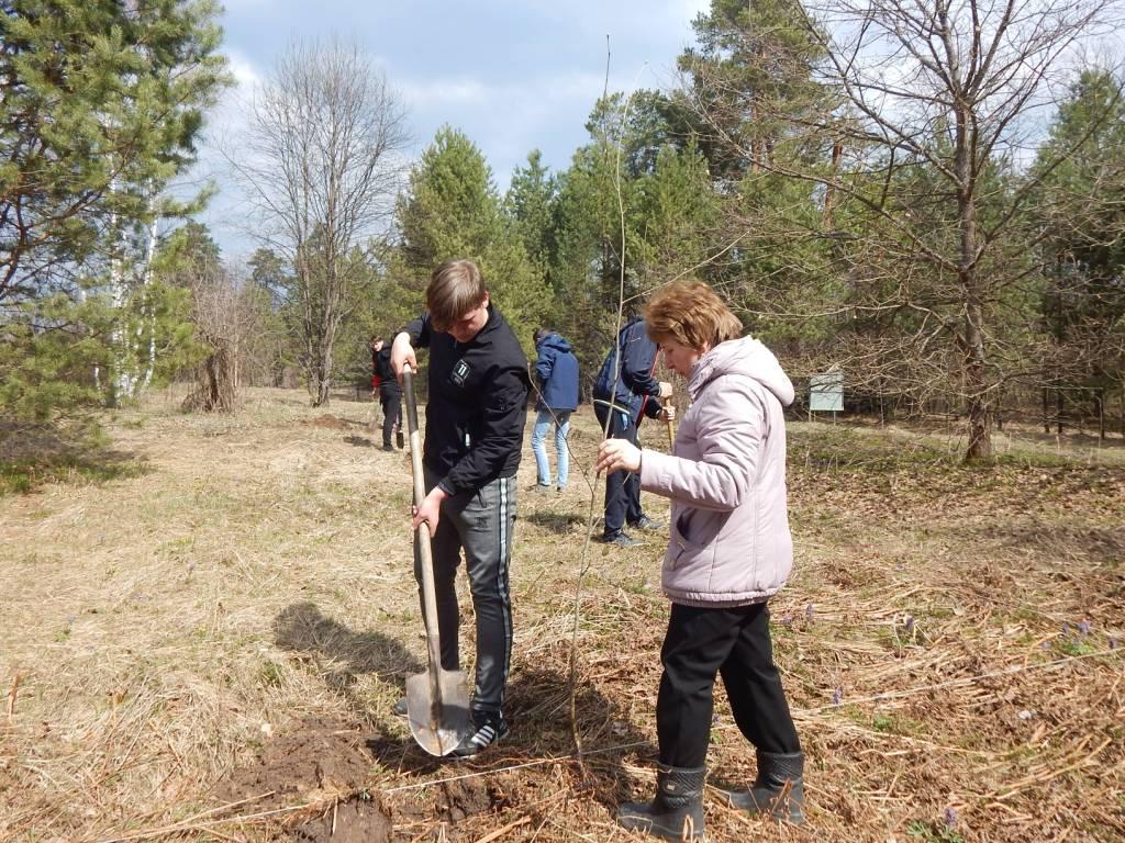Школьники сажают кустарники.JPG