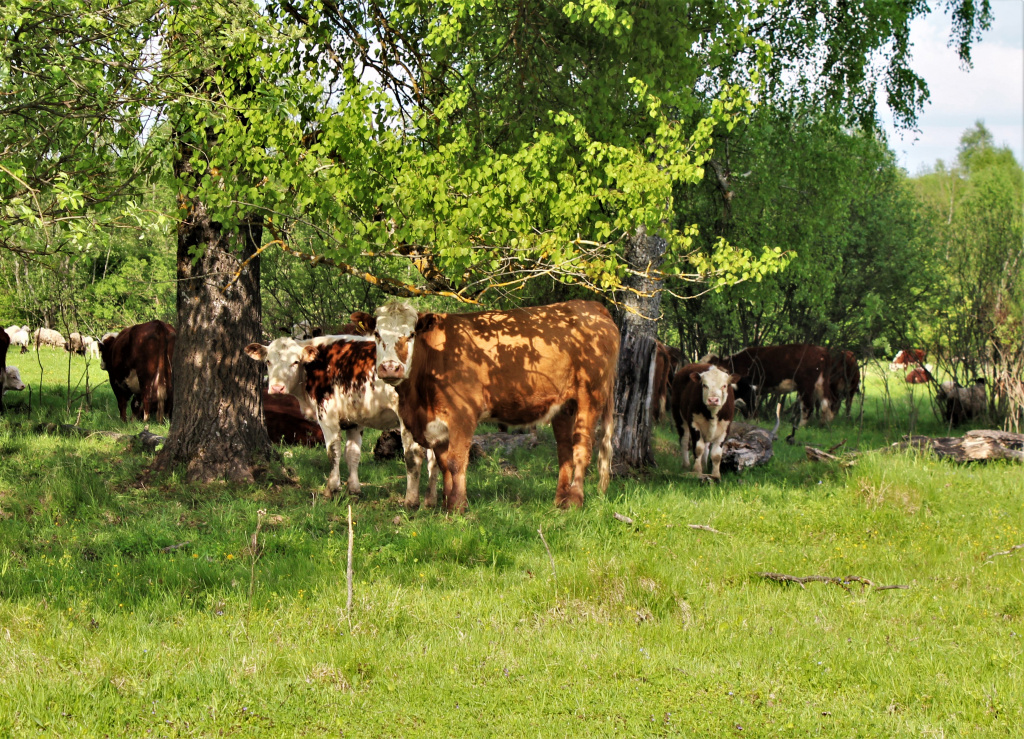 Герефорды маскируются под окружающую среду.jpg