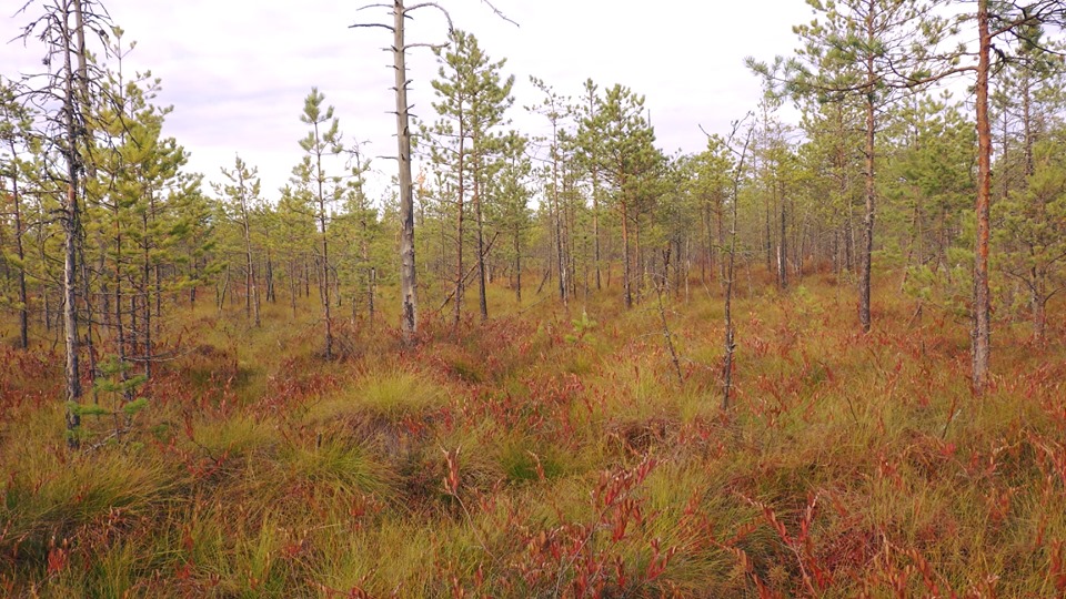 болото Морозовское в осенних тонах.jpg