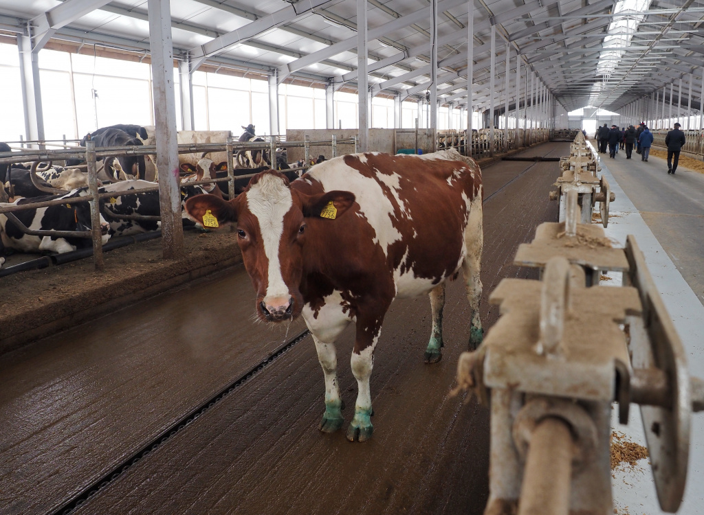 На ферме ООО Русский сыр.jpg