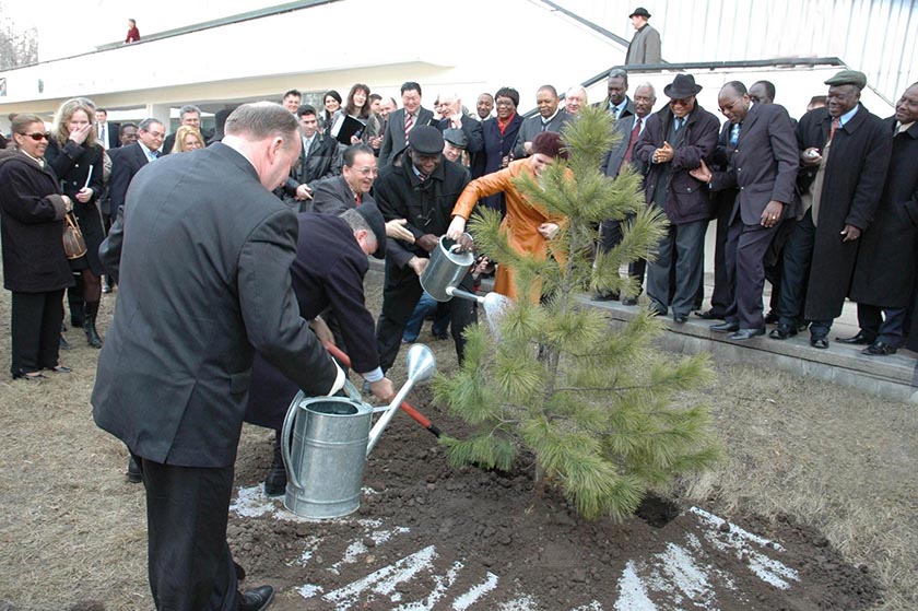 Посадка кедра.jpg