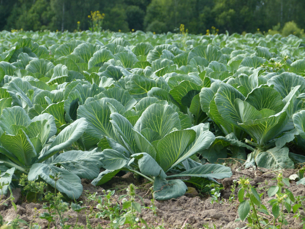 КФХ «Капаларан Д.С.» стало первым в регионе среди производителей овощей открытого грунта.JPG