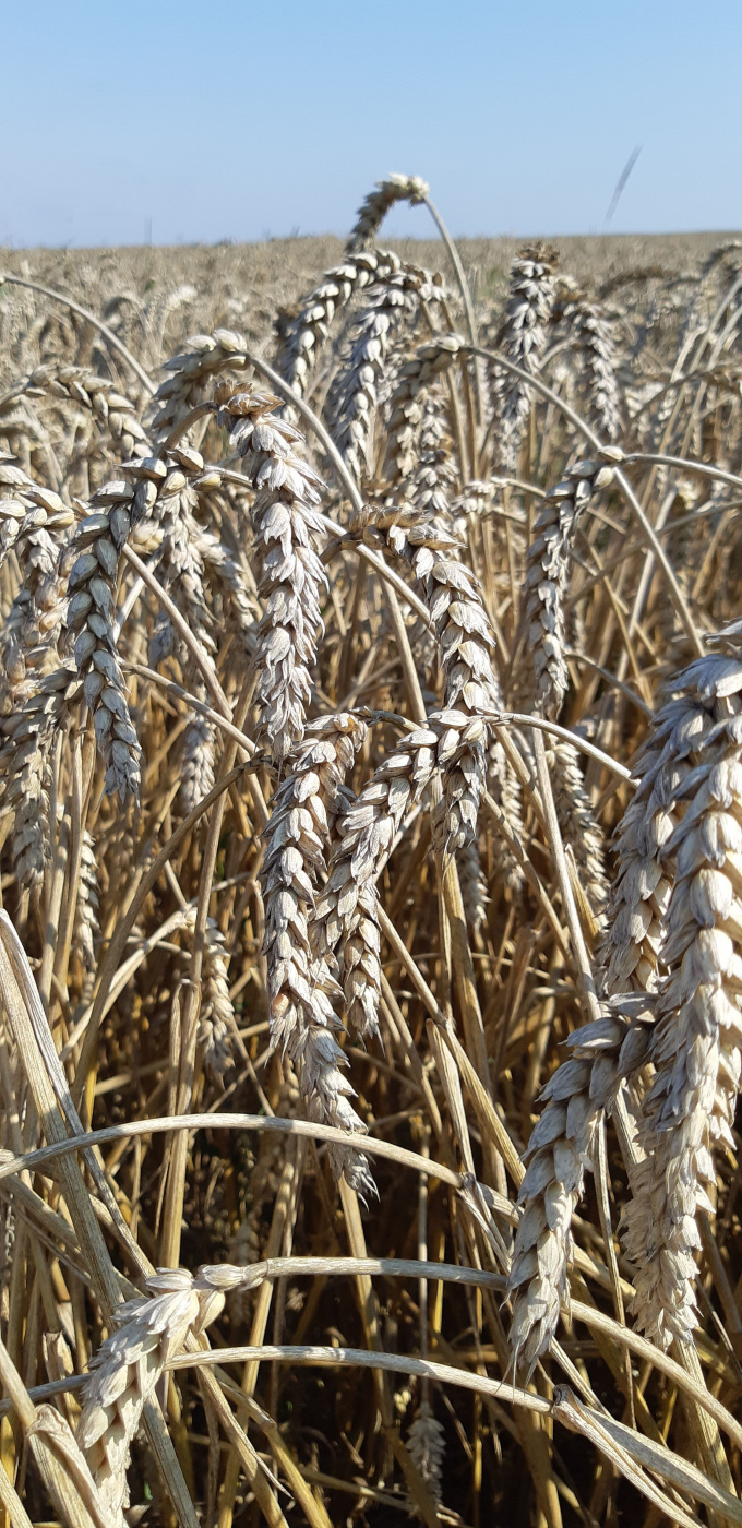 Пшеница в ООО Агрофирма Мещовская.jpg