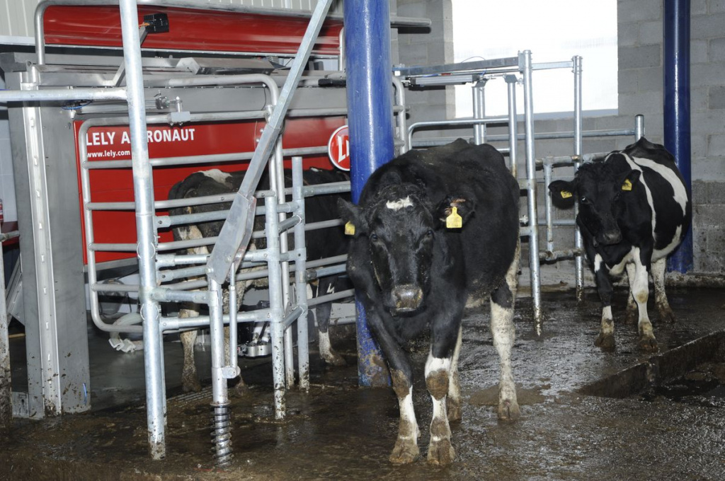 Доение коров в роботе на ферме ООО Антей-Агро.jpg