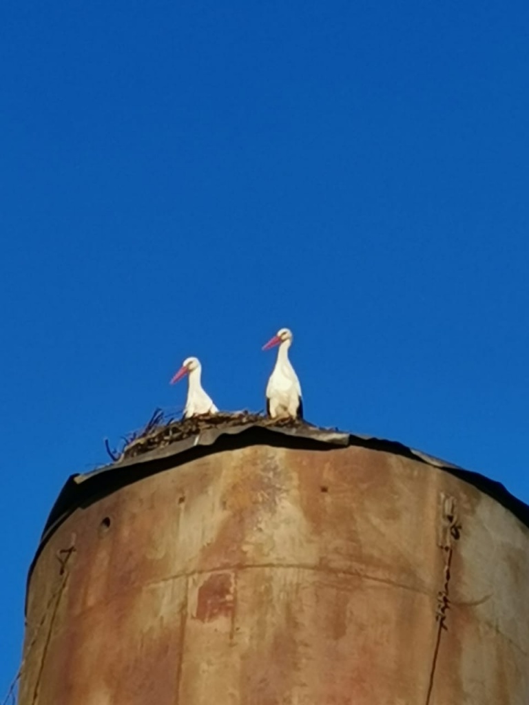 новая самка.jpg