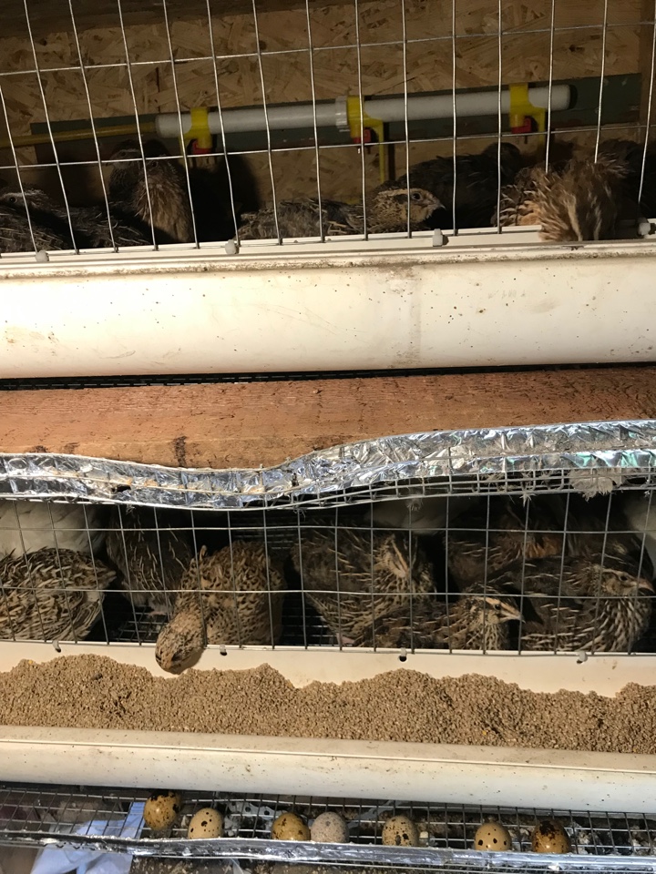 Перепелиные яйца - очень полезный и вкусный продукт.jpeg