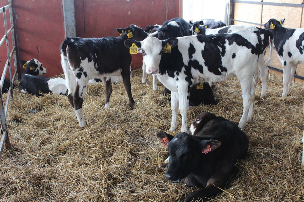 телята.jpg