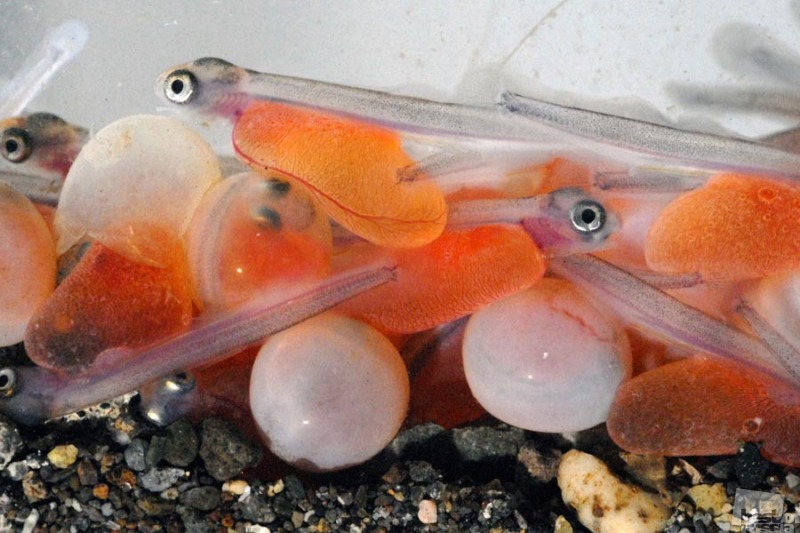 Мальки форели из икринок востребованы по всей стране.jpg