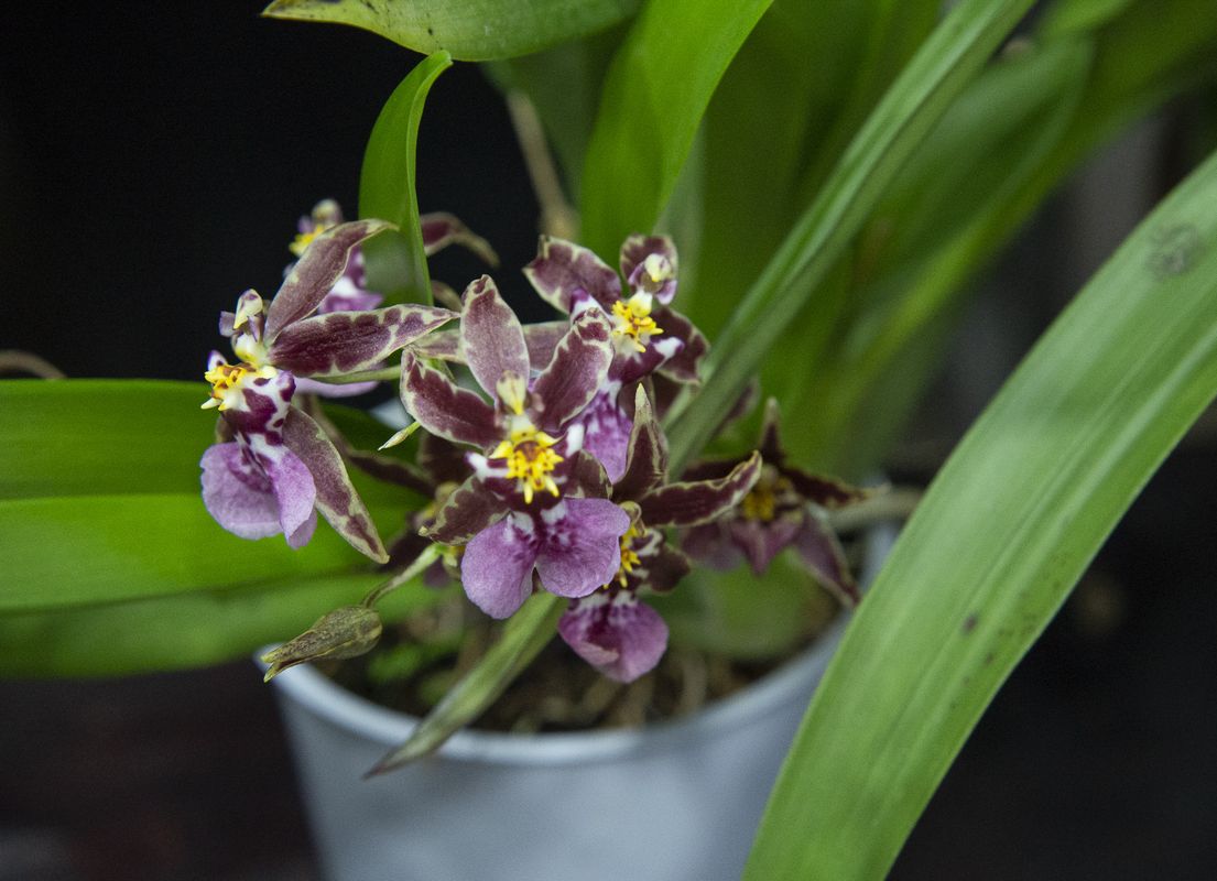 Фото В Кормильцева_13_1.jpg Фото В Кормильцева_13_1.jpg