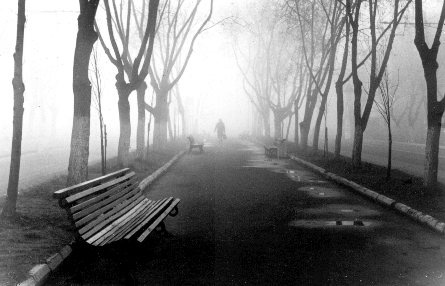 1977_Аллея на улице Кирова.jpg