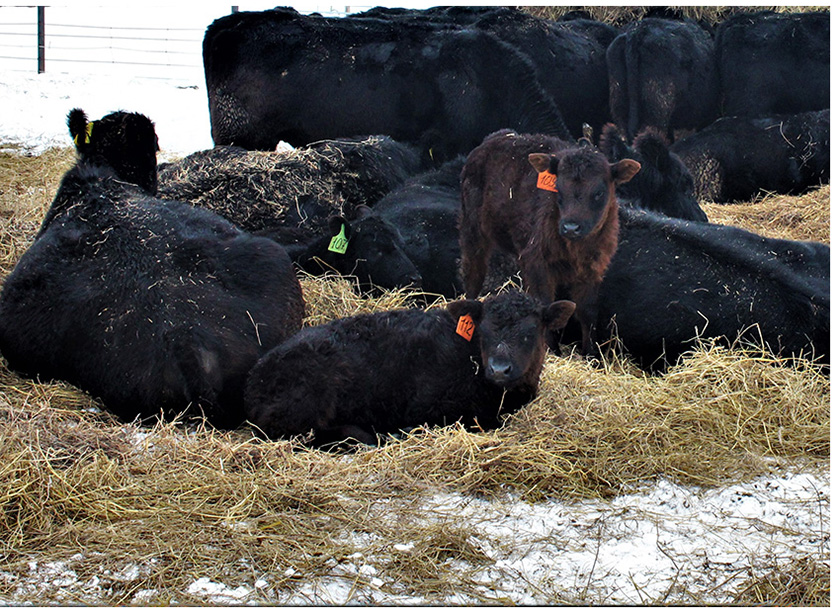 Хэппи фарм 1.jpg