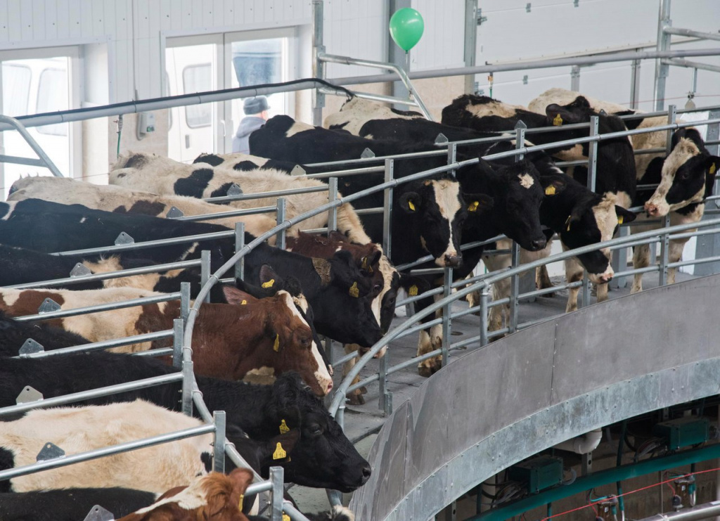 Доение коров на автоматизирпованном доильном зале в ООО Калужская нива.jpg