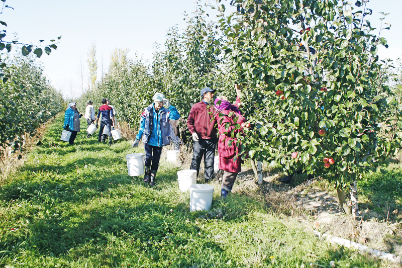 Яблочко к яблочку2.jpg