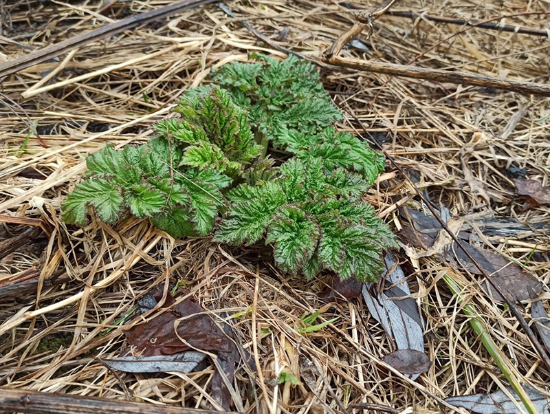 ФОТО МОСОЛОВОЙ1.jpg