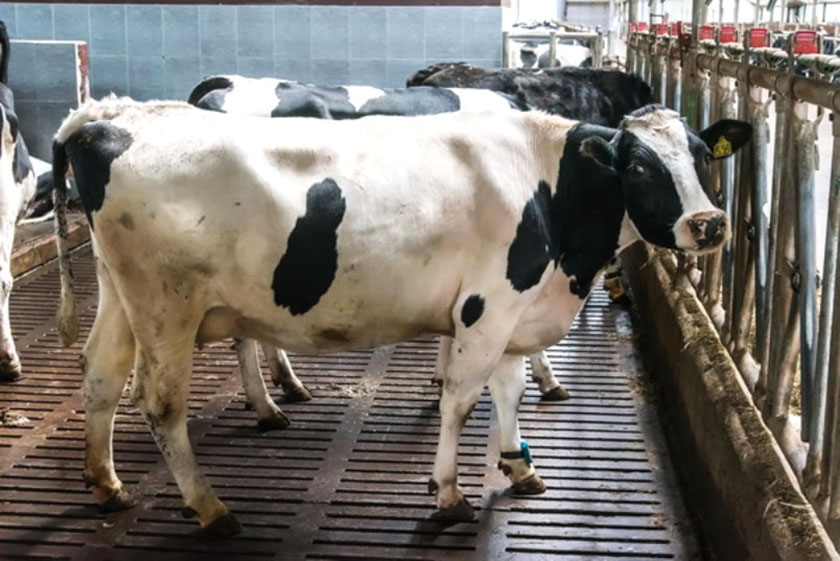 производство молока DSC_25547676777.jpg