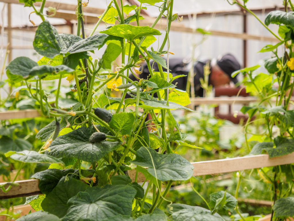 теплица 1.jpg