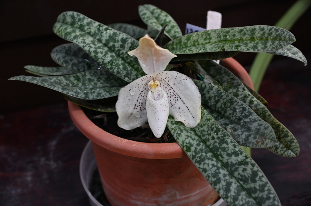 DSC_0121_новый размер.JPG