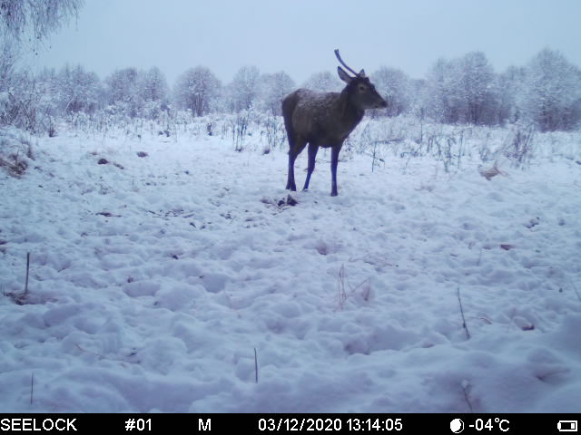 олень от Шведова.jpg