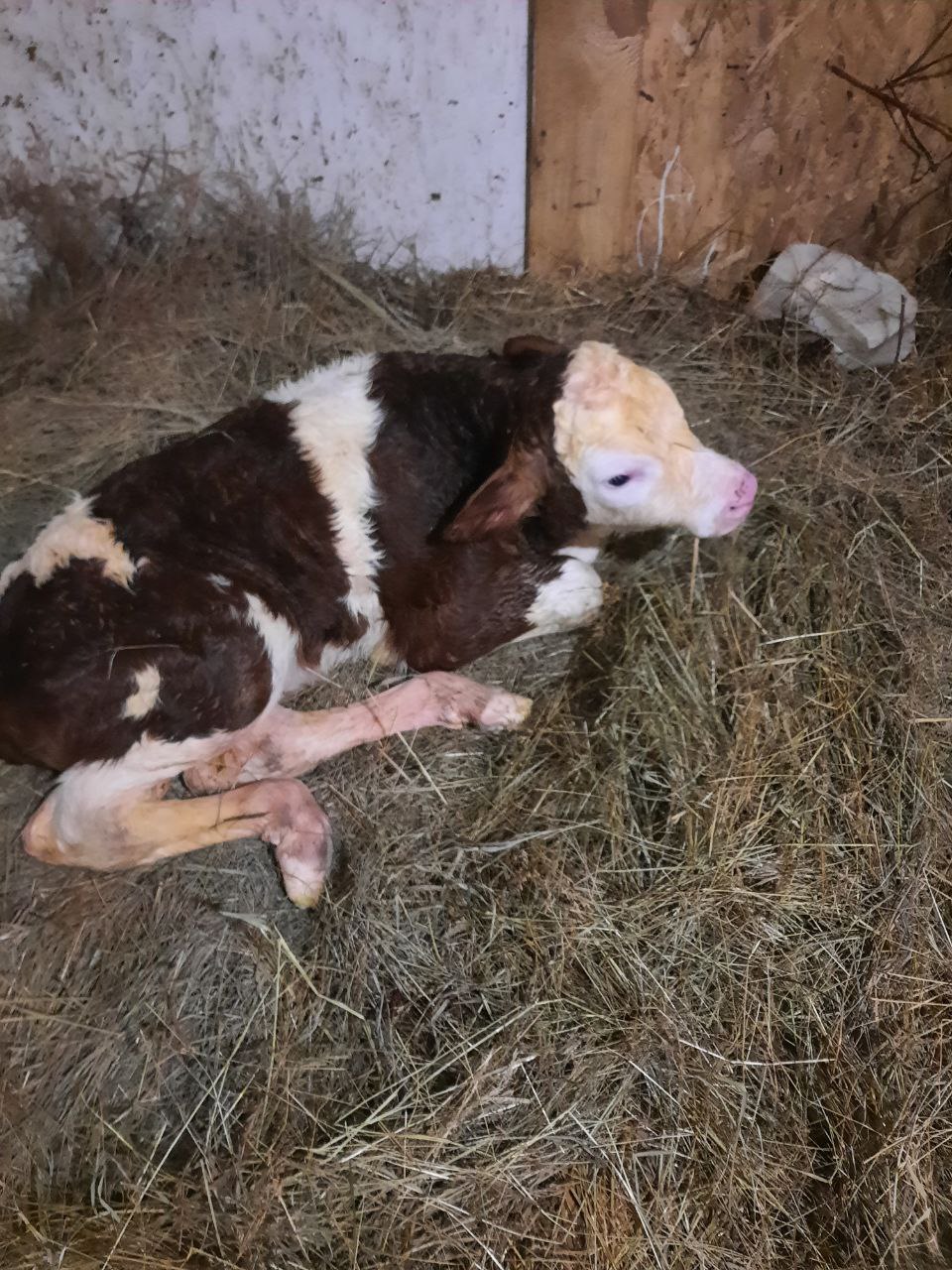 В большой семья пополнение - теленок Гаврюша..jpg