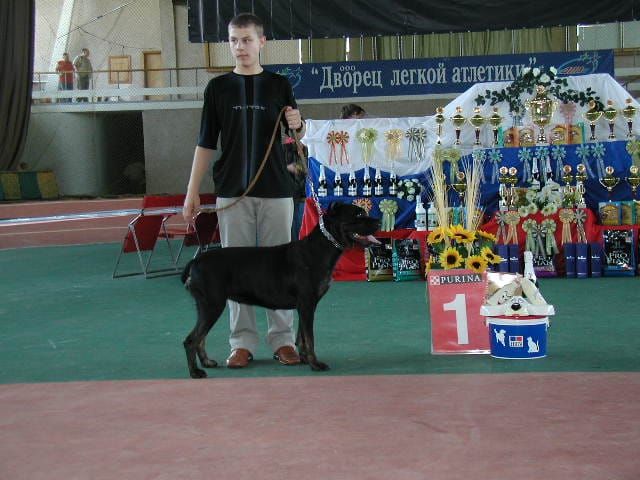 сын хозяина питомника на выставке с кане корсо.jpg