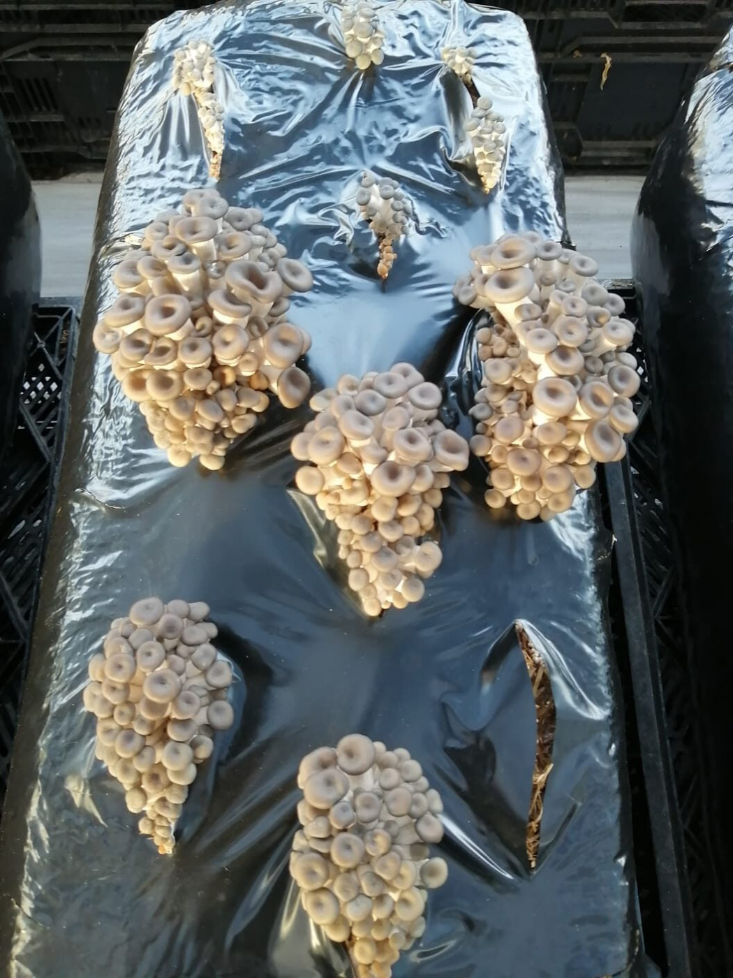 Выращивание гриба - вешенки.jpg