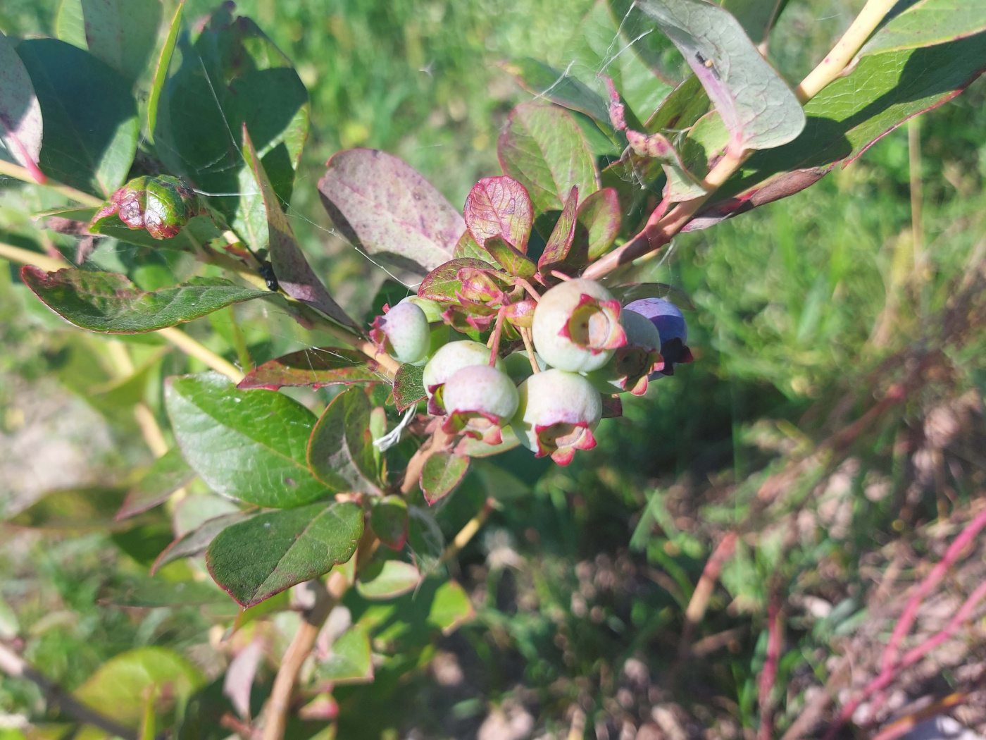 На голубику КФХ Сафаров большой спрос и каждый куст приносит прибыль..jpg