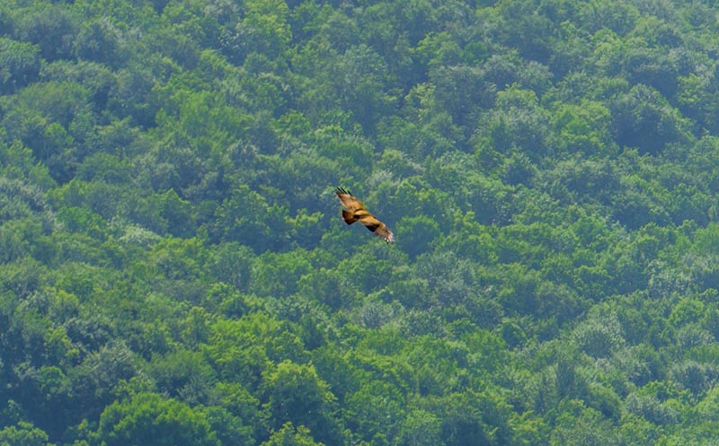 Орел в Гуамском ущелье.jpg Орел в Гуамском ущелье.jpg