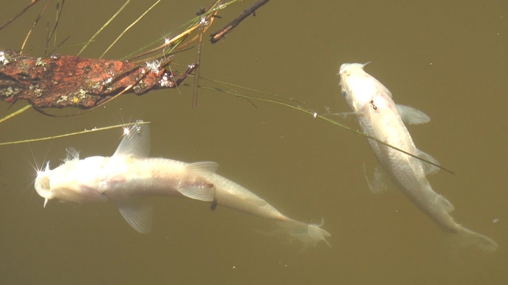 Мор рыб - 1.jpg