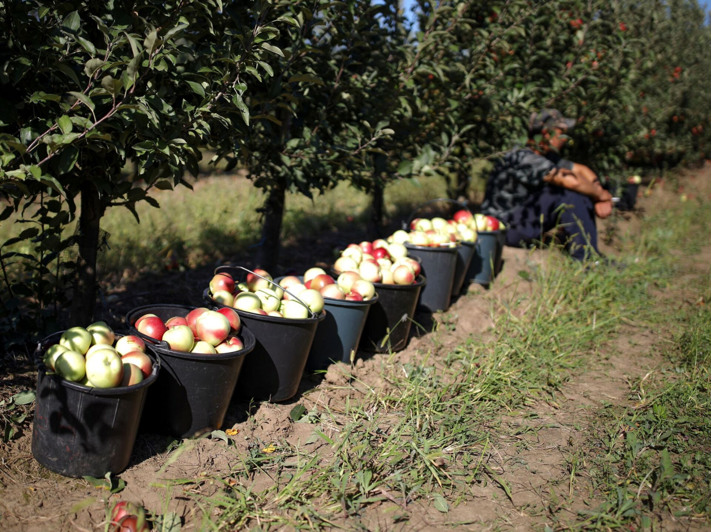 Сбор яблок в ООО Зеленые линии.jpg