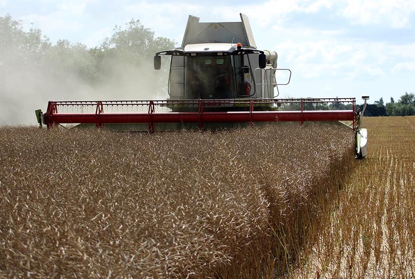 Уборка рапса в ООО Зеленые линии-Калуга.jpg