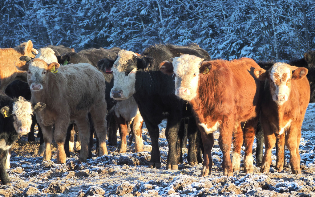 Бычки в КФХ С. Никишина Медынского района.jpg
