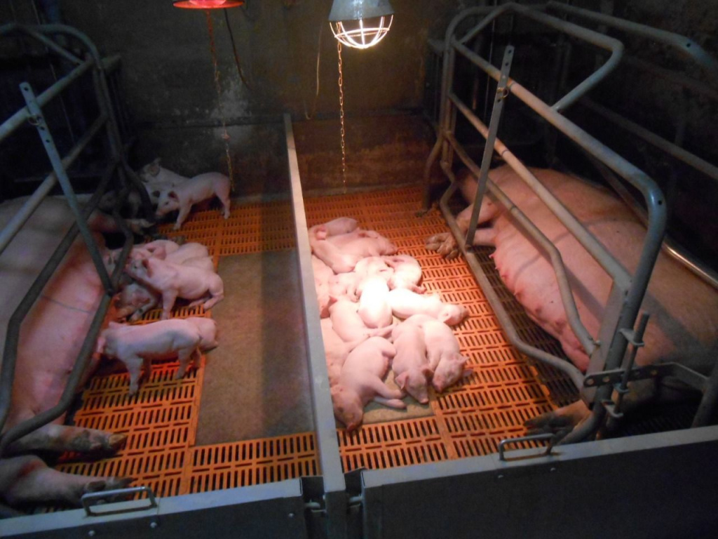 Свиноматки с приплодом.jpg