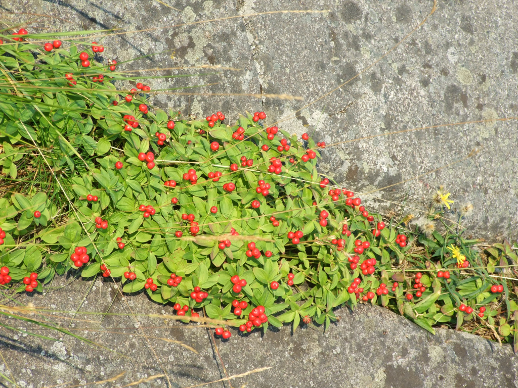 arh 235.jpg arh 235.jpg