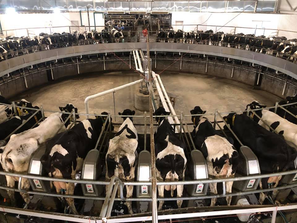 Животноводческий комплекс Русский сыр насчитывает 3200 голов скота.jpg