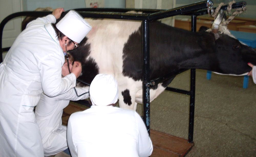 Работа ветеринаров на ферме.jpg