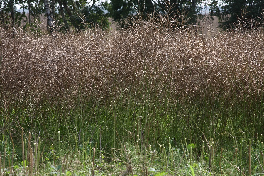 Озимый рапс в Бабынинском районе.jpg Озимый рапс в Бабынинском районе.jpg