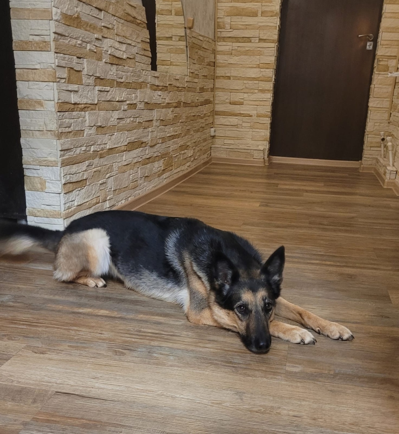 Джессика была первым щенком, которого в сильные морозы взяла первый раз на передержку. Так она сейчас и живёт.jpg