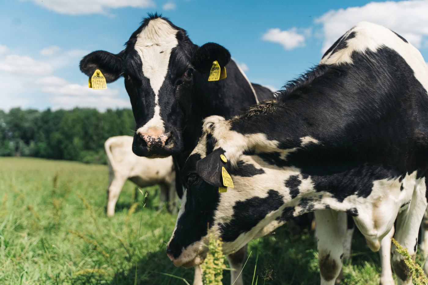 В хозяйстве из 1000 голов крупного рогатого скота - 300 голов молочного стада.jpg