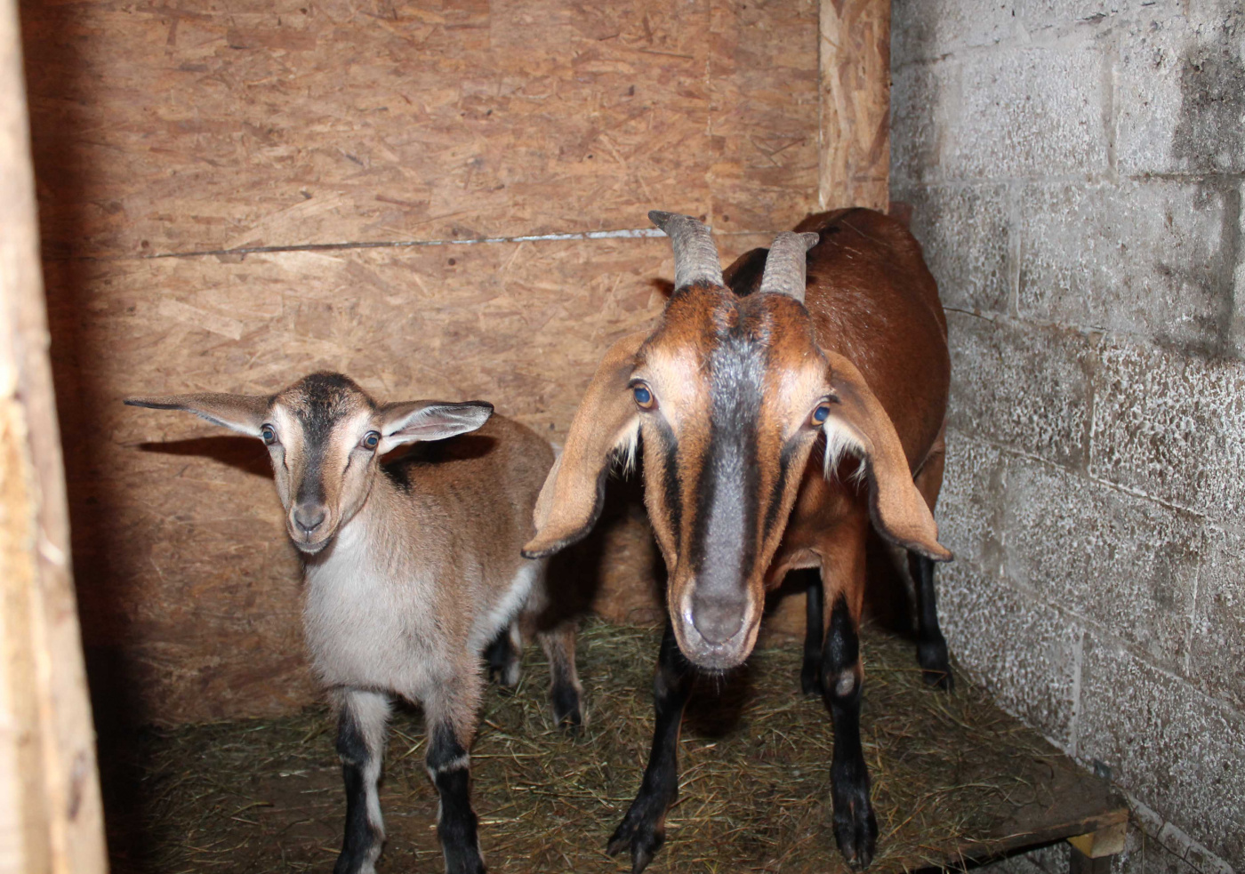 Подворье Саноян 3.jpg