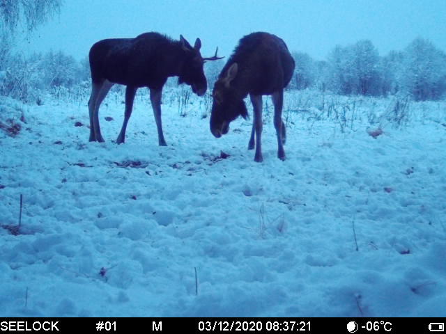 2 лося от Шведова.jpg