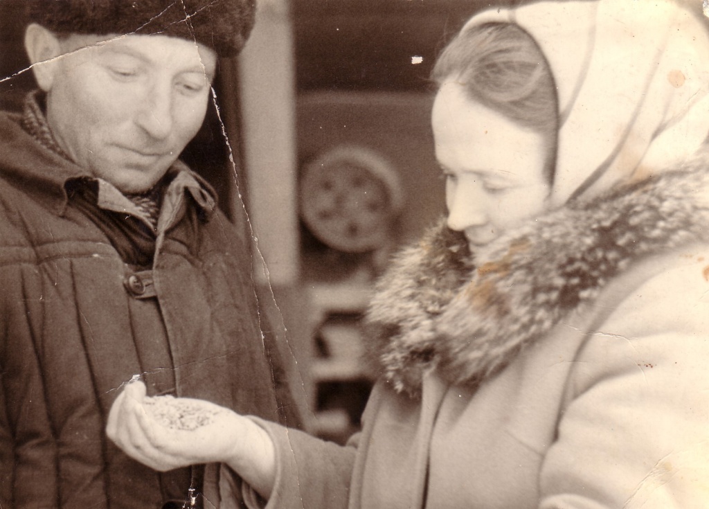 Коняшина А.И. и Козлов Н.А. Проверка семян к севу. 60-е годы.jpg