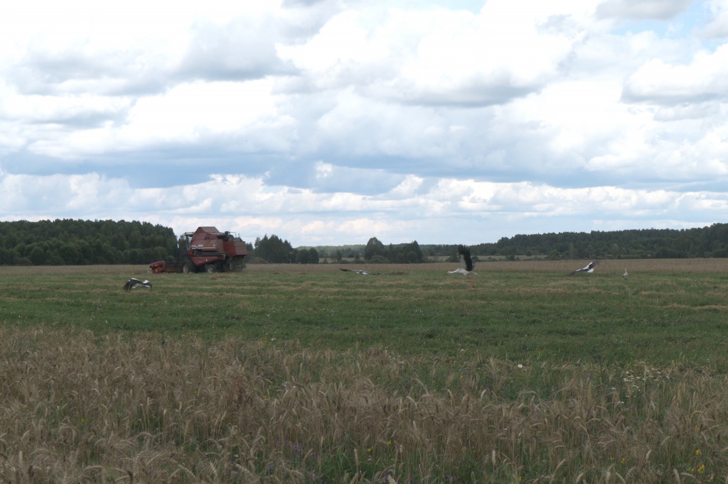 На поле КФХ Горин.jpg