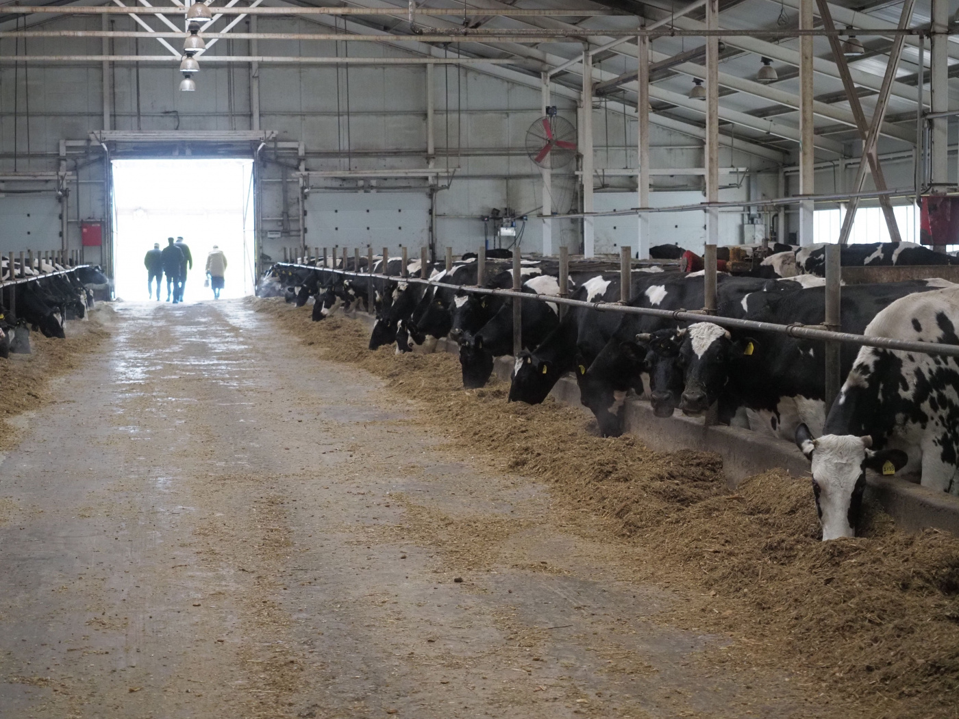 НА ферме ООО Асеньевское.jpg