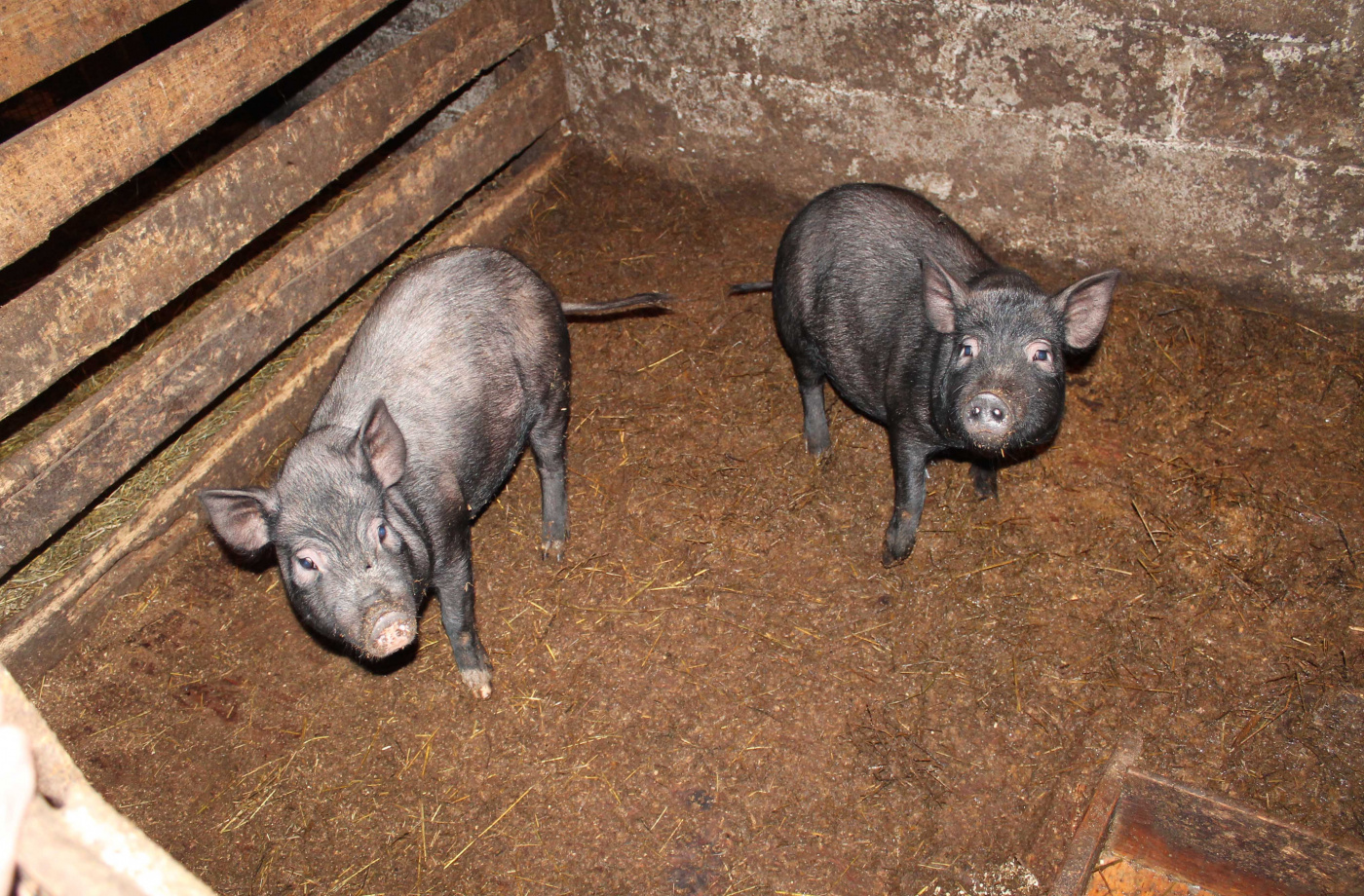 Подворье Саноян 1.jpg