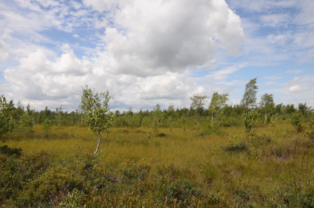 Боровские болота.JPG