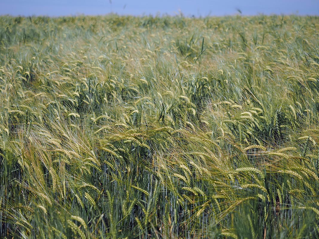 Озимый пивоваренный ячмень Ида_1.jpg