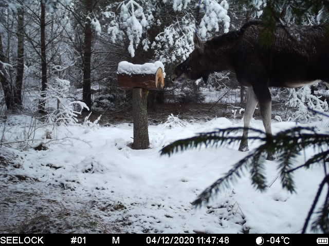 лось на кормушке, где был зайка.jpg