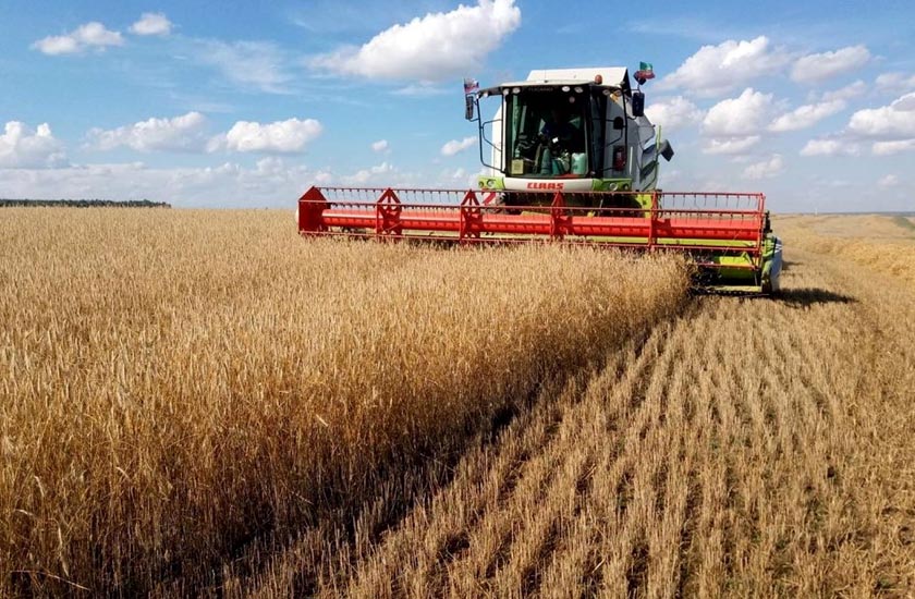 Уборка озимых в ООО Агрофирма Мещовская.jpg